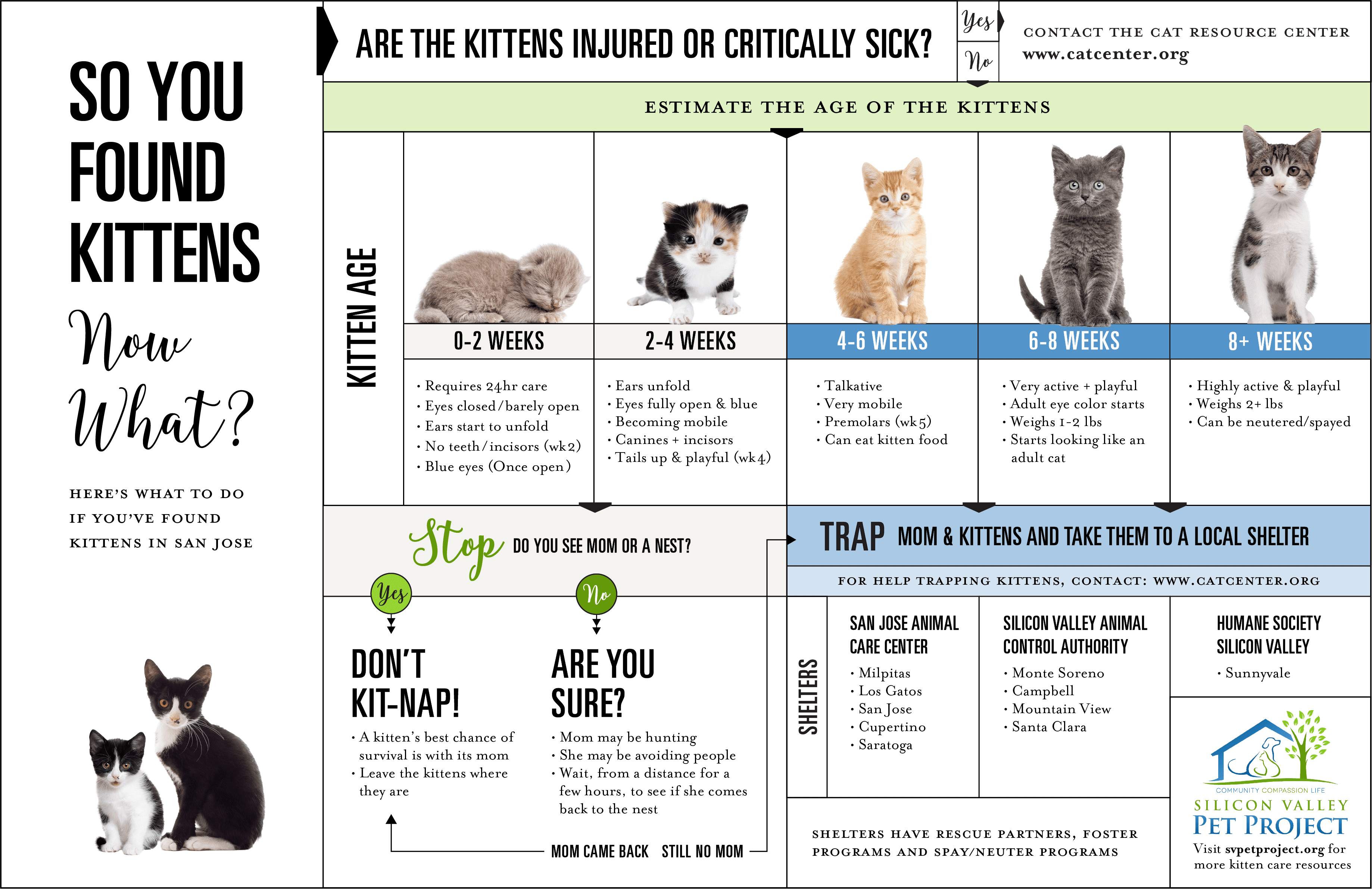 Kitten infographic