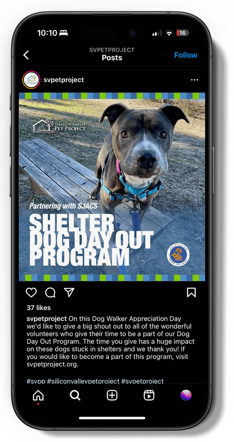 Instagram mockup on cell phone with pit bull shelter dog